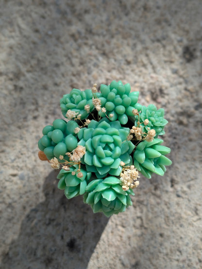 🌿 Pot de Succulentes Parfumées – Ambre Safran
